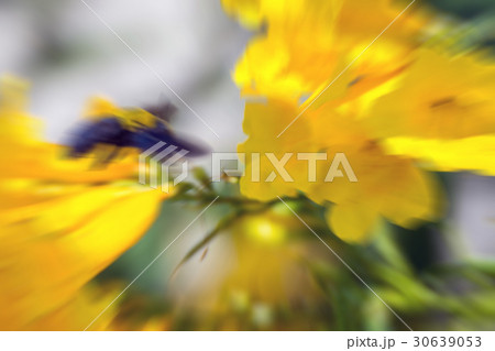 Macro of Bee (Bumblebee) and yellow flower Macro of Bee (Bumblebee) and yellow flower 30639053