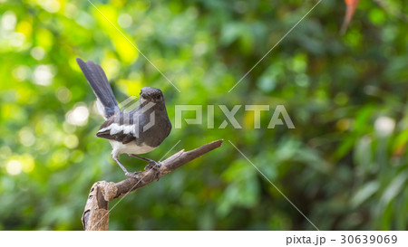 Bird (Oriental magpie-robin) on a tree 30639069