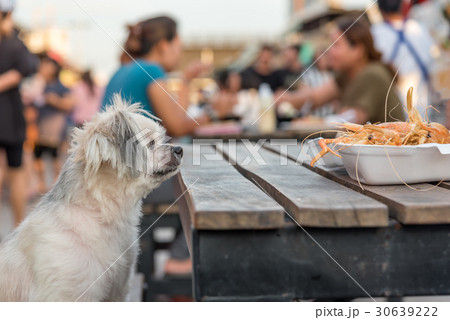Dog eat a prawn fried shrimp salt feed pet owner Dog eat a prawn fried shrimp salt feed pet owner 30639222
