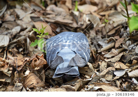 ドバト ドバト 30639346