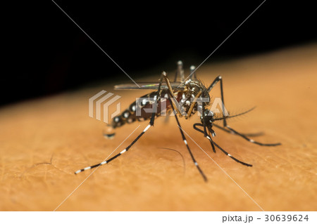 Macro of mosquito (Aedes aegypti) sucking blood Macro of mosquito (Aedes aegypti) sucking blood 30639624
