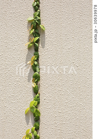 壁面とアイビー 30639978