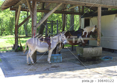 南ヶ丘牧場(猪苗代町) 南ヶ丘牧場(猪苗代町) 30640122