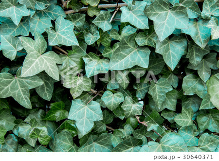 ツタ 観葉植物 ツタ 観葉植物 30640371