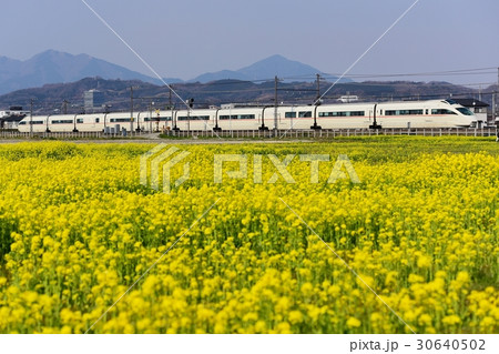 菜の花と小田急ロマンスカー 30640502