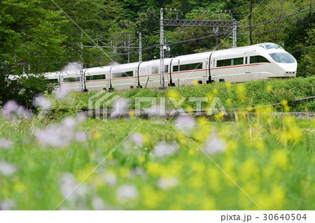 菜の花とロマンスカー 30640504