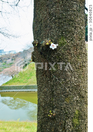 東京観光スポット桜スポット・皇居千鳥ヶ淵の桜の古木の幹の一輪の桜・千鳥ヶ淵バック縦位置 30640825