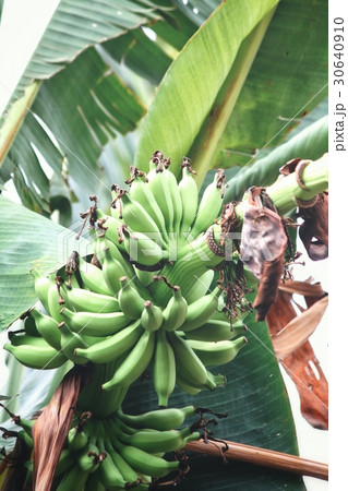 Banana tree 30640910