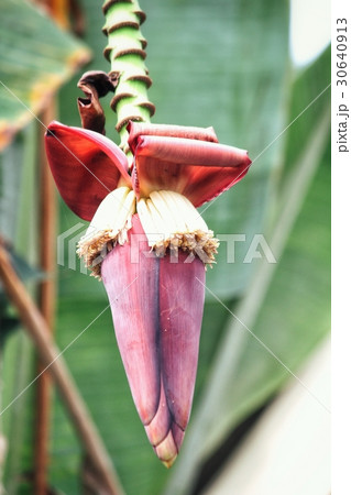 Banana tree 30640913