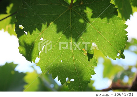 Grape leaves 30641701