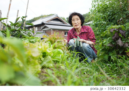 農作業をする日本人の高齢者女性 30642332