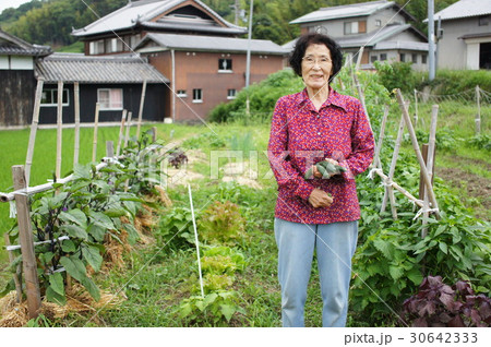 農作業をする日本人の高齢者女性 30642333