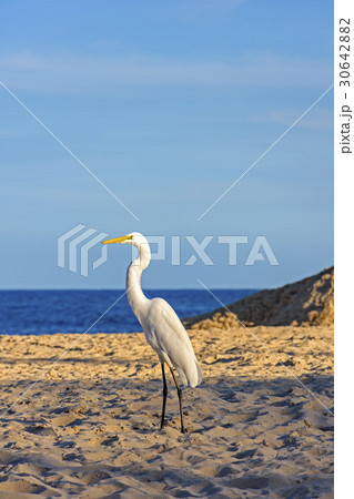 White heron White heron 30642882