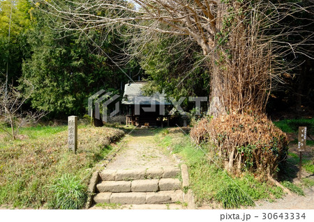 称名寺新宮跡とイチョウ 称名寺新宮跡とイチョウ 30643334