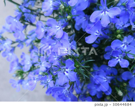 アズーロコンパクト 30644684