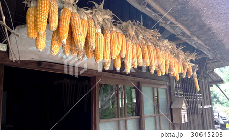 軒下のトウモロコシ 軒下のトウモロコシ 30645203