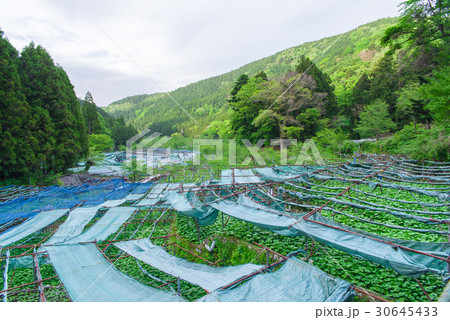 伊豆 筏場のわさび田 伊豆 筏場のわさび田 30645433