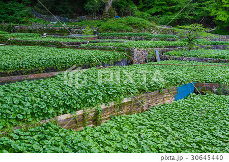 伊豆　筏場のわさび田 30645440