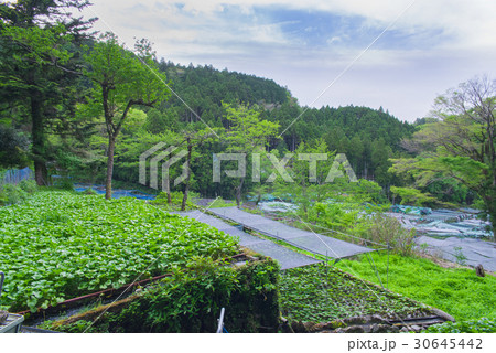 伊豆　筏場のわさび田 30645442