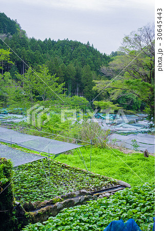 伊豆　筏場のわさび田 30645443