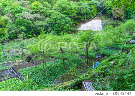 伊豆 筏場のわさび田 伊豆 筏場のわさび田 30645444