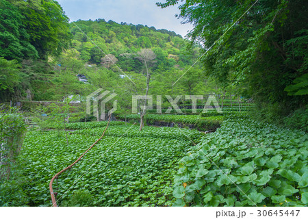 伊豆　筏場のわさび田 30645447