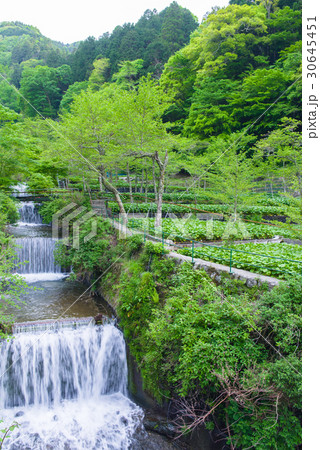 伊豆　筏場のわさび田 30645451