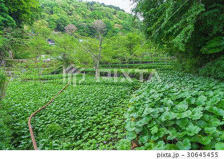 伊豆 筏場のわさび田 伊豆 筏場のわさび田 30645455