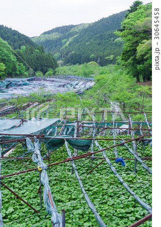 伊豆　筏場のわさび田 30645458