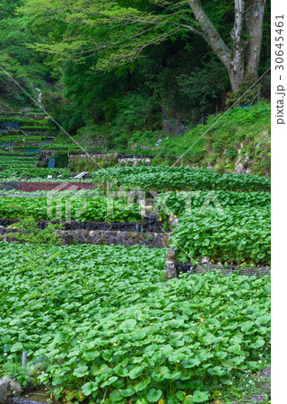伊豆　筏場のわさび田 30645461