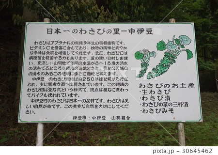 伊豆　筏場のわさび田 30645462