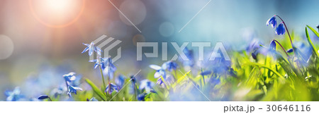 Scilla flowers in the park 30646116