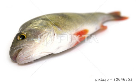 perch perch 30646552