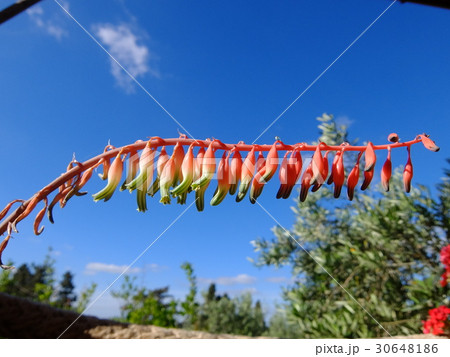ガステリア属の花・その２ 30648186