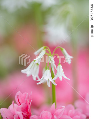 ミツカドネギ 30648688