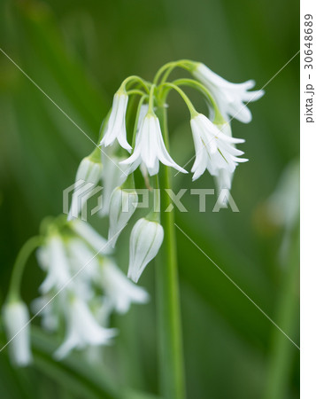 ミツカドネギ 30648689