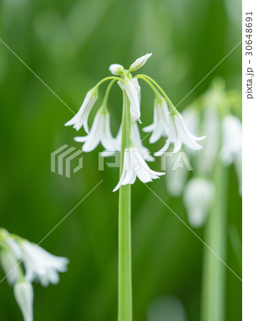 ミツカドネギ 30648691