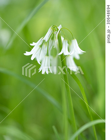 ミツカドネギ 30648694