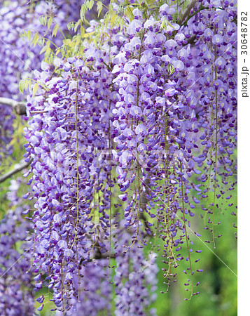 フジの花 フジの花 30648782