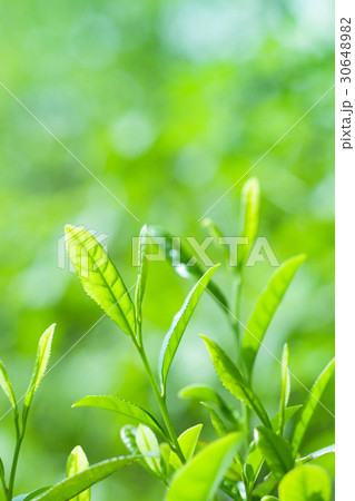 お茶の新芽 30648982