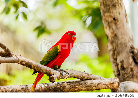 Chattering lory sitting on a tree branch 30649959