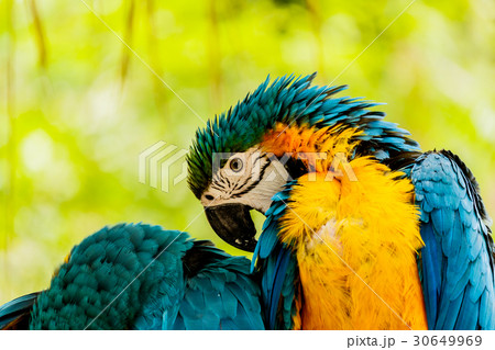 Blue-and-Yellow Macaw parrots Blue-and-Yellow Macaw parrots 30649969