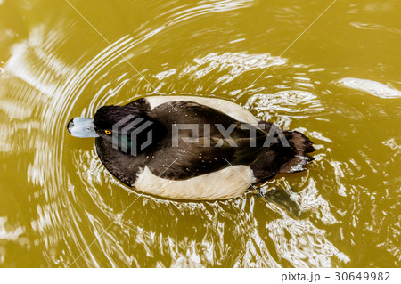 Ring-necked duck  in spring.  30649982
