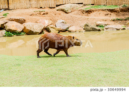 ig Capybara (hydrochoerus hydrochaeris) in the zoo 30649994