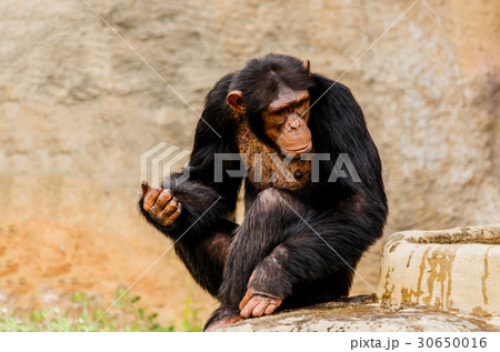 The portrait of black chimpanzee 30650016