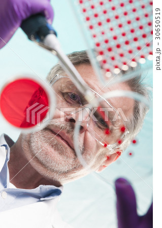 Senior life science researcher grafting bacteria. Senior life science researcher grafting bacteria. 30650519