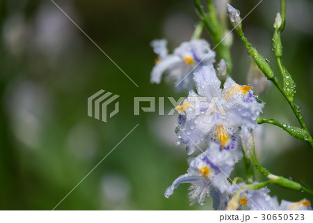 シャガ シャガ 30650523