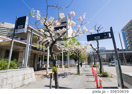 名古屋市瑞穂区都市風景　環状線の里桜並木と名古屋市営地下鉄　桜山駅3番　出入口 30650659