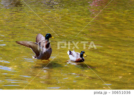 Lovely Duck swimming. Nature lake background. 30651036