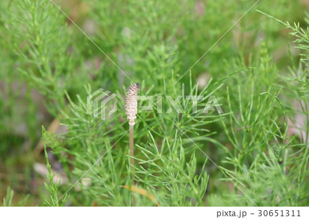 つくし つくし 30651311